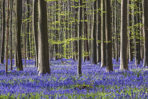 Blue flowering bluebells