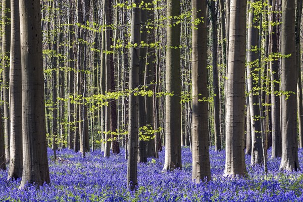 Blue flowering bluebells