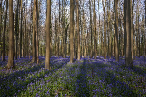 Building flowering bluebells