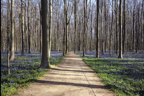 Path through copper beech