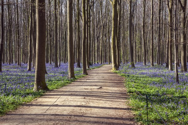 Path through copper beech