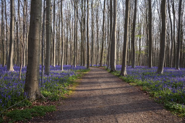 Path through red beech