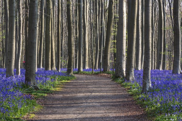 Path through copper beech