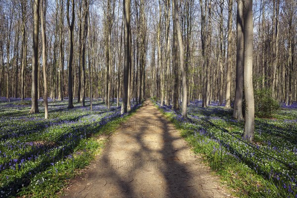 Path through red beech