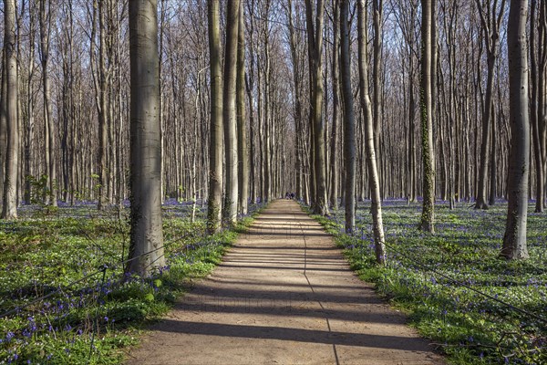 Path through red beech