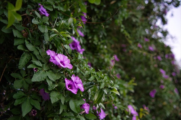 Purple Ipomoea nil