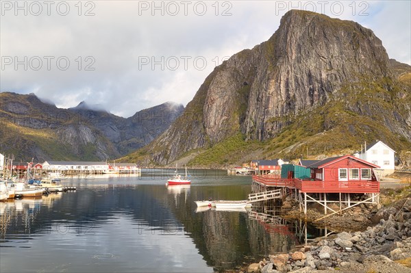 Red rorbuer on a stony shore