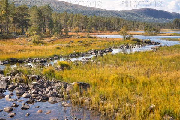 River Landscape in Rondane National Park