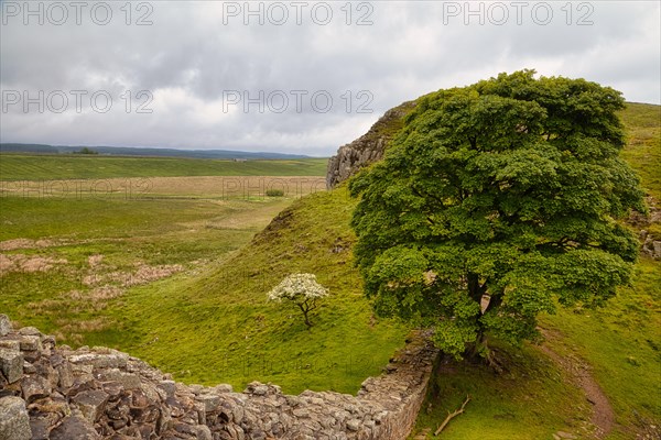 Sycamore Gap