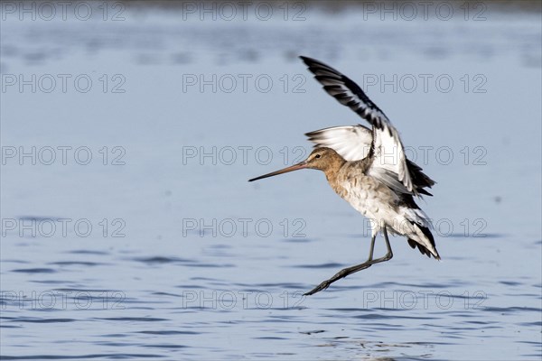 Landing at sea