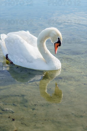 White swan swimming in the water of a lake its image reflected in the clear water