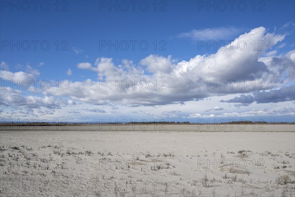 Heavily dried-up Zicksee