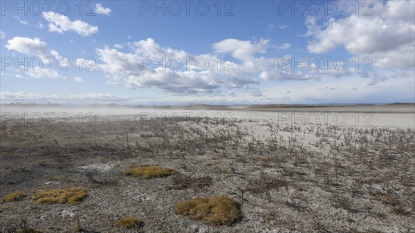 Heavily dried-up Zicksee