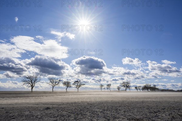 Heavily dried-up Zicksee