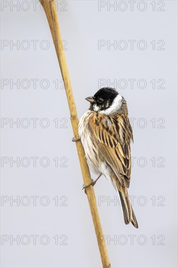 Reed Bunting