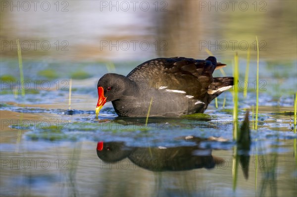 Common moorhen