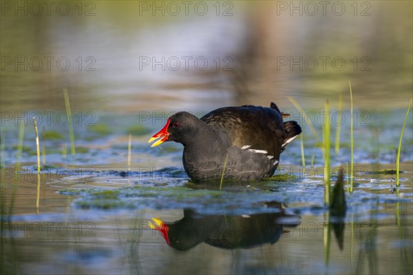 Common moorhen