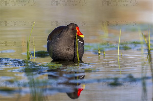 Common moorhen