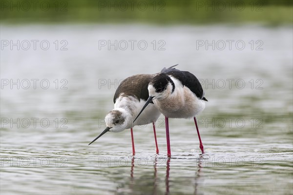 Black-winged Stilt