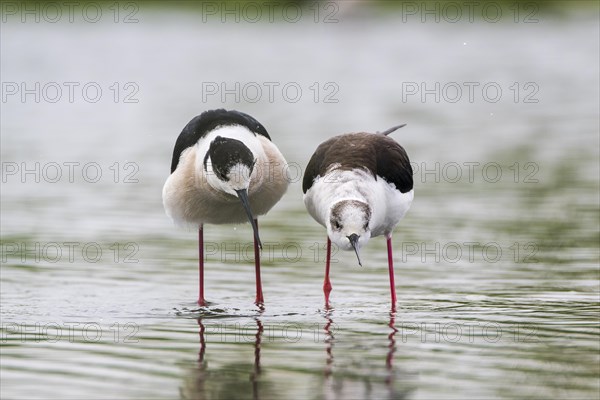 Black-winged Stilt