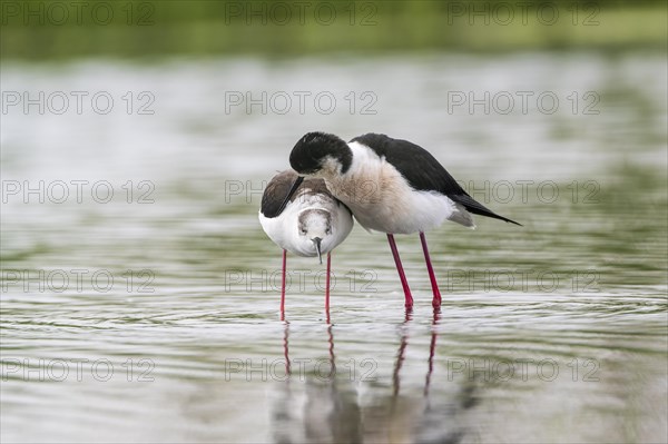 Black-winged Stilt