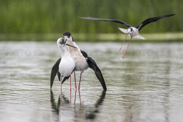 Black-winged Stilt