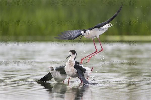 Black-winged Stilt