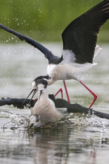 Black-winged Stilt