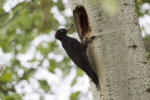 Black Woodpecker