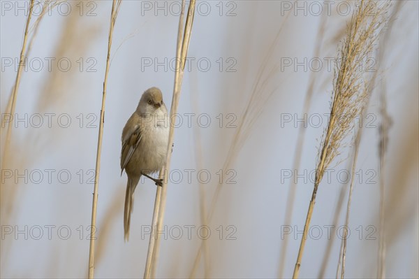 Bearded reedling