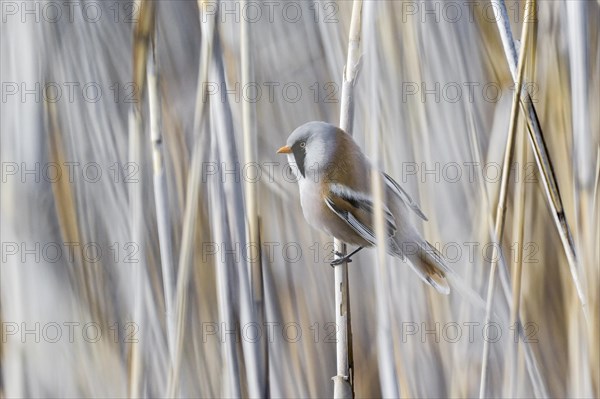 Bearded reedling