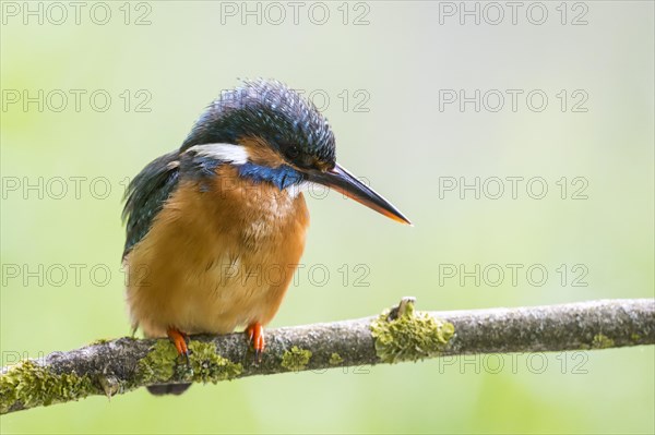 Common kingfisher