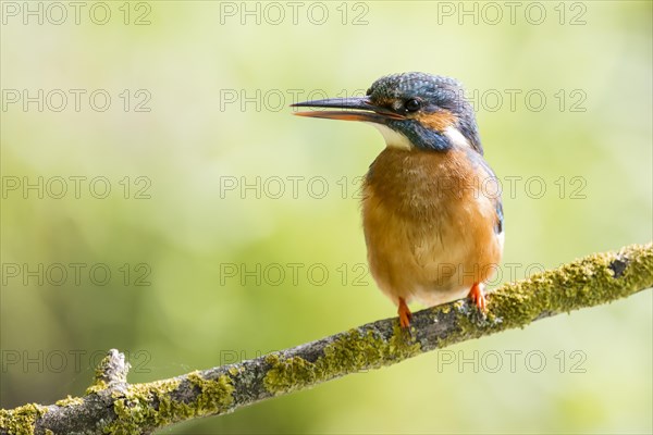 Common kingfisher