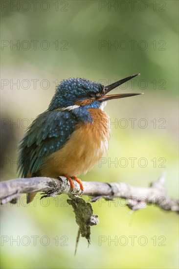 Common kingfisher