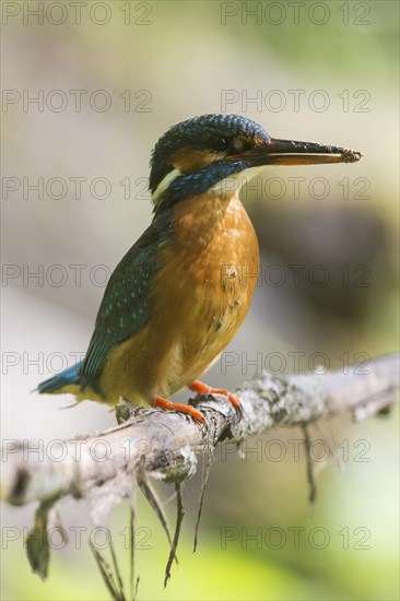 Common kingfisher