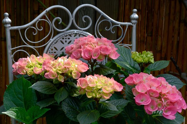 Flowering hydrangea