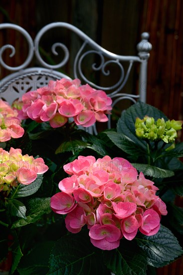 Flowering hydrangea