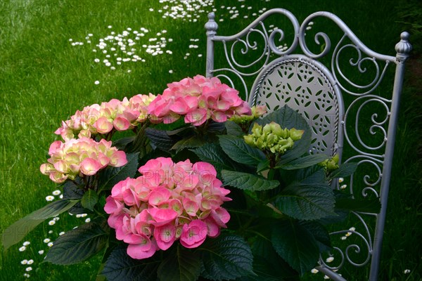 Flowering hydrangea