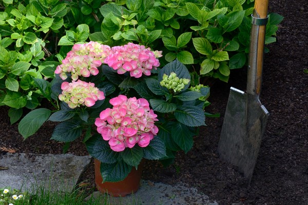 Flowering hydrangea in pot and spade