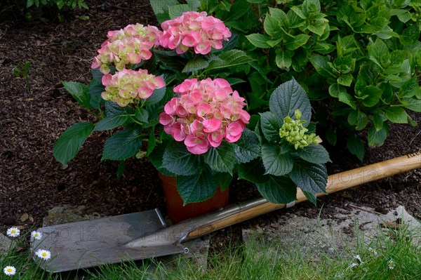 Flowering hydrangea in pot and spade