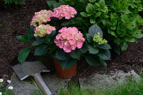 Flowering hydrangea in pot and spade