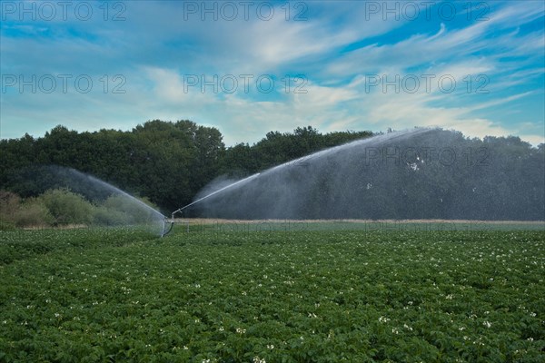 Irrigation of the fields