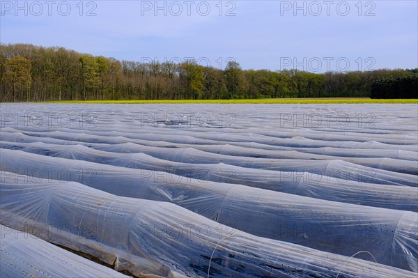 Asparagus field under foil