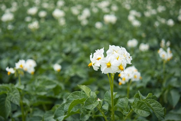 White flower in front of potato field