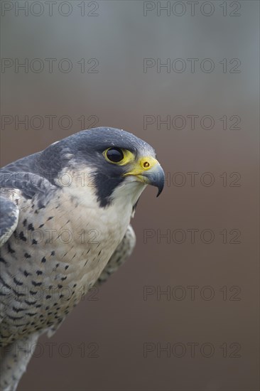 Peregrine falcon