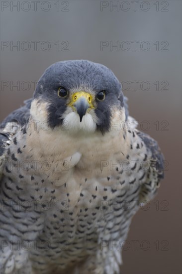 Peregrine falcon