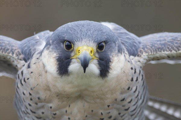 Peregrine falcon