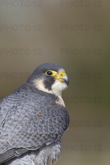 Peregrine falcon