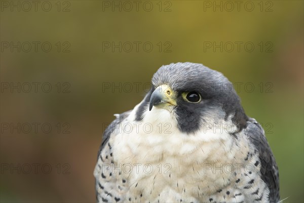 Peregrine falcon