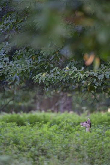 Fallow deer